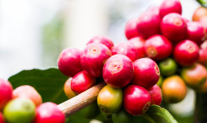 ripe coffee beans