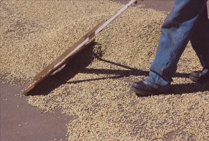 fresh coffee beans drying